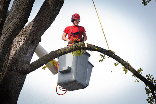 Trusted Riviera Beach, FL Tree Services Experts